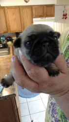 For Sale CKC registered Fawn Pugs