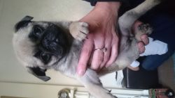 Girl Pug Puppy For Sale