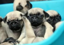 pug pure breed under nose pups ready to new home