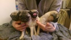 Mind blowing female Pug puppies ready for re-homing