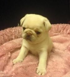 Adorable pug puppy's male/females