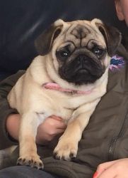 Splendid and adorable pug puppies for rehoming