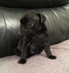 Stunning Black Pug Puppy
