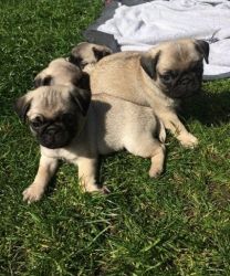 Pug puppies available