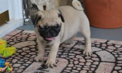 Adorable pug puppy ready for a new home