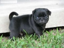 Cute and Lovely Pug Puppies
