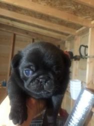 Pug puppy ready for new home