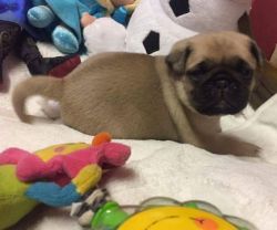 Gorgeous Pug Babies Are Here