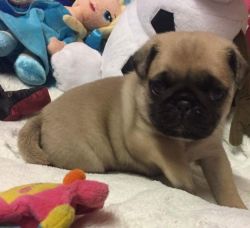 3 Chunky White Gene Carrier Pugs Ready Now Share