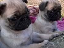 Gorgeous Fawn Female Pug Puppies