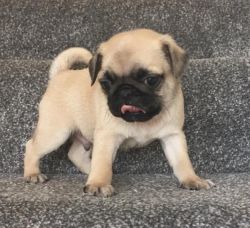 FAWN WITH BLACK FACE MALE PUG AKC REGISTERED. FOR