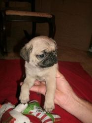 Outstanding Pug Puppy for adoption