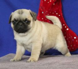Gary, a Pug puppy that is just so adorably cute and full