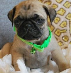 Adorable Pug puppies available for a good and caring home
