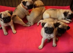 Cute Pug puppies for good homes