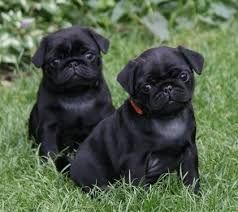 Charming cut pug puppies for sale