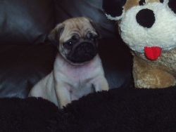 Top Quality Pug Puppies