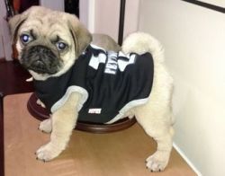 pug puppies available for sale now ready