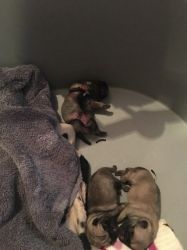 Pug Puppies Kc Registered 2 Left Ready To Go Soon