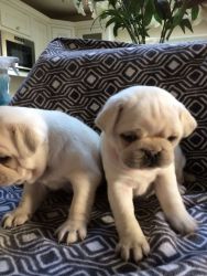 Two cute pug puppies for sale