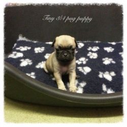 beautiful pug puppies ready to go