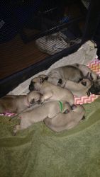 Pug puppies 2 girls and 4 boys born 12/23/17,