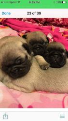 Pugs puppy looking for new home