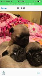 Pugs pups For Sale