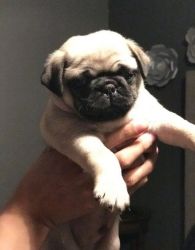 Akc Registered Pug Male and female available
