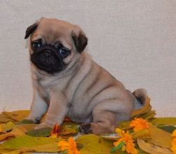 AKC registered Pug Puppies