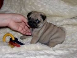 AKC registered Pug puppies ready for new homes