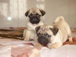 Akc Registered Pug Puppies for Adoption.