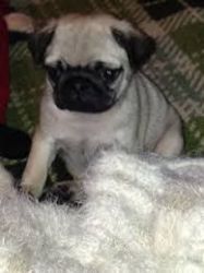 Akc Registered Pug Male and female available