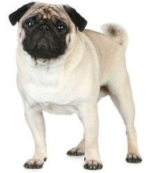 Pug pupies for sale