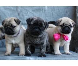 Stunning Pug puppies Available now