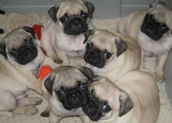 Family Trained Pug Puppies Ready