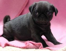 ready AKC pug Puppies for Sale $500