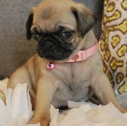 AKC Black Male and female Pug puppies ready now