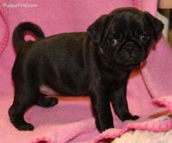 deligent Pug babies ready to go.