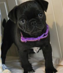 Toy pug puppies ready now