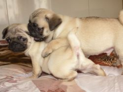 Well Trained Akc Pug Puppies