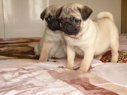 Male and female Pug puppies for rehoming