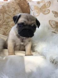 Adorable male and female pug puppies for new families