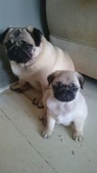 Pug puppies for re-homing