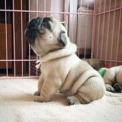 I have a stunning litter of pug puppies ready now
