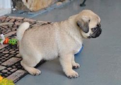 Cute female Fawn Pug Puppy for Sale