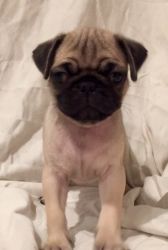 Pure Breed Pug Puppies