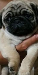 We have a couple beautiful pug puppies that are still looking for thei