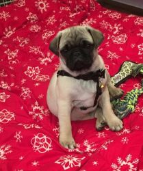 We have a couple beautiful pug puppies that are still looking for thei
