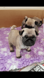 Gorgeous Kc Registered Fawn Pug puppies